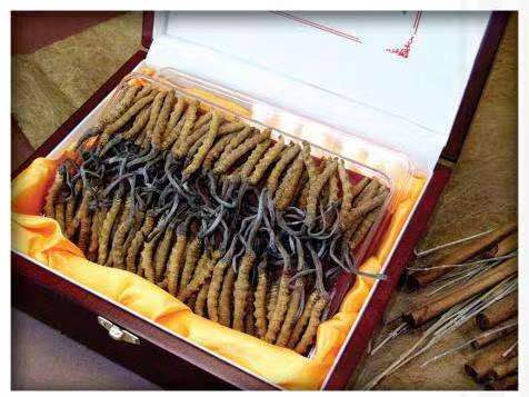 贵德冬虫夏草回收